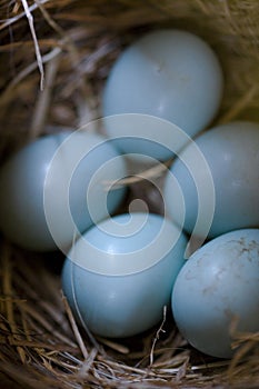 Bluebird Nest