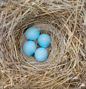 Bluebird Nest with Eggs