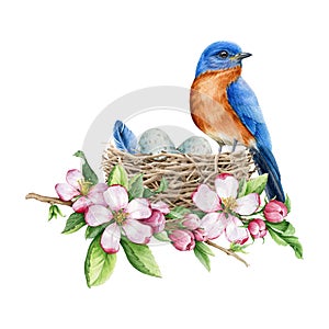 Bluebird in the nest, eggs and spring apple flowers. Watercolor illustration. Hand drawn springtime realistic tender