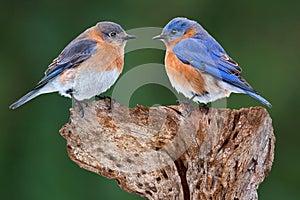 A Bluebird Pair