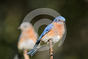 Bluebird pair with male in focus