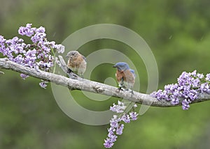 Bluebird Pair Perched in Lilacs