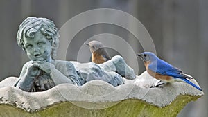 Bluebird Pair Sitting on a Backyard Birdbath