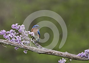 Bluebird perched in lilacs in the rain photo