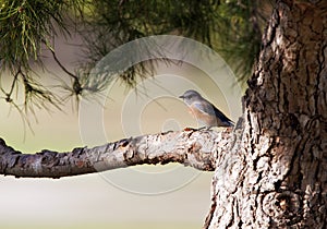 Bluebird Perched on Tree Branch