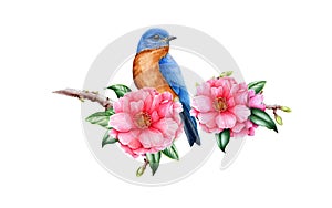 Bluebird and pink camellia flower. Garden bird watercolor illustration. Eastern sialia bird with tender camellia spring