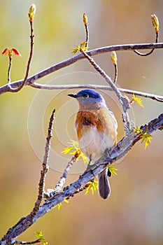 Bluebird portrait close up in spring time