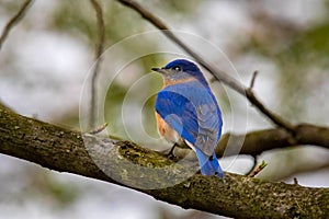 Bluebird portrait close up in spring time