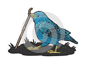 Bluebird pulls worm sketch vector illustration