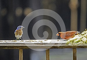 A Bluebird and a red Cardinal check out each other.