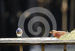 Bluebird and red Cardinal face off over food.