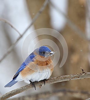 Bluebird, Sialia sialis