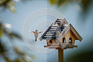 Bluebird Sialia sialis on a birdhouse staying in the air