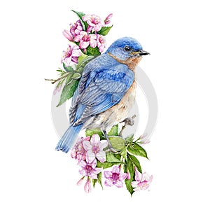 Bluebird sitting on blooming weigela pink bush watercolor illustration. Eastern sialia bird among tender spring flowers with green photo