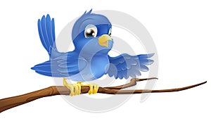 Bluebird sitting on branch pointing