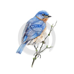 Bluebird sitting on a branch watercolor illustration. Eastern sialia small songbird on a tree. Isolated on the white background. photo