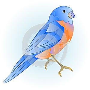 Bluebird small bird thrush blue background watercolor vintage vector illustration editable hand draw