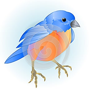 Bluebird small bird thrush blue background watercolor vintage vector illustration editable hand draw