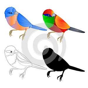 Bluebird small bird thrush and tropical bird silhouette and outline on a white background vintage vector illustration editable