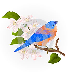 Bluebird small thrush songbirdon on an apple tree branch vintage vector illustration editable
