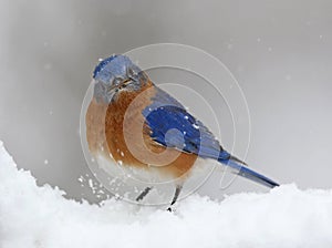 Bluebird in snow storm