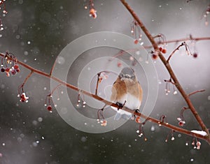 Bluebird in snowstorm