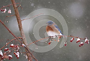 Bluebird in snowstorm