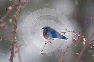 Bluebird in snowstorm