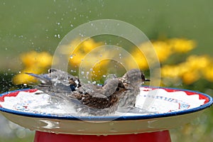 Bluebird Splash Time