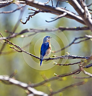 Bluebird Spring