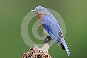 Bluebird On A Stump