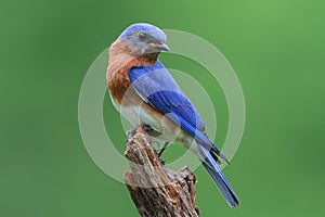 Bluebird On A Stump