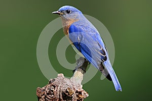 Bluebird On A Stump