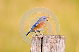 Bluebird swallowing a red berry