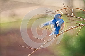 Bluebird taking flight