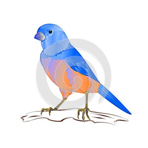 Bluebird thrush small songbirdon a background vintage vector illustration editable