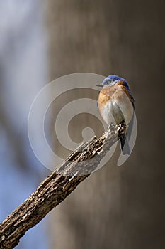 Bluebird on tree limb in Virginia