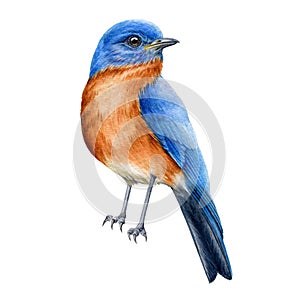 Bluebird watercolor illustration. Tiny bird wih blue feathers. Beautiful songbird element. Hand drawn realistic north