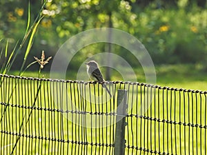 Bluebird on a Wire Fence: A juvenile male Eastern bluebird sites on a wire fence