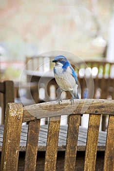 Bluebird on wooden chair