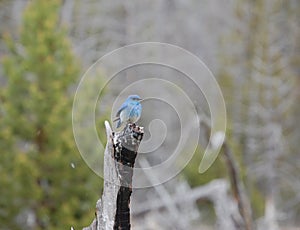 Bluebird in Yellowstone National Monument.
