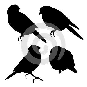 Bluebirds birds  small  thrush silhouette on a white background  set of four vintage vector illustration editable hand draw