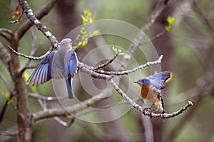 Bluebirds at Forbes State Park in Illinois