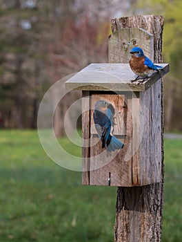 Bluebirds at their birdhouse