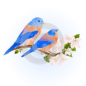 Bluebirds thrush small songbirdons on an apple tree branch with flowers vintage vector illustration editable