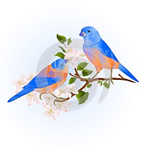 Bluebirds thrush small songbirdons on an apple tree branch with flowers vintage vector illustration editable hand draw