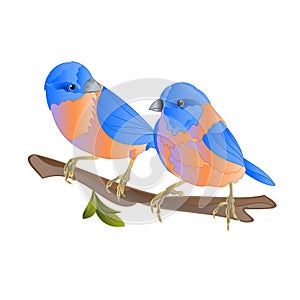 Bluebirds  thrush small songbirdons on an  branch on a white background spring background vintage vector illustration editable