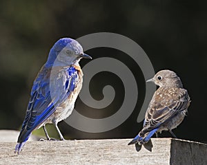 Bluebirds Western