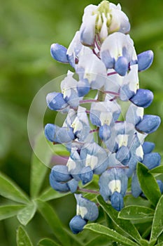 Bluebonnet