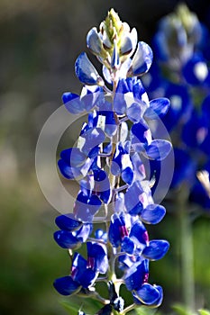 Bluebonnet